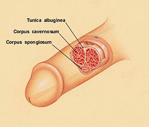 corpus cavernosum and corpus spongiosum