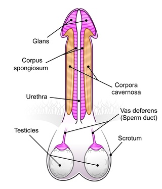 corpus spongiosum diagram #1