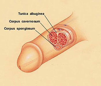 corpus spongiosum location