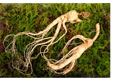 ginseng as erectile dysfunction herbs